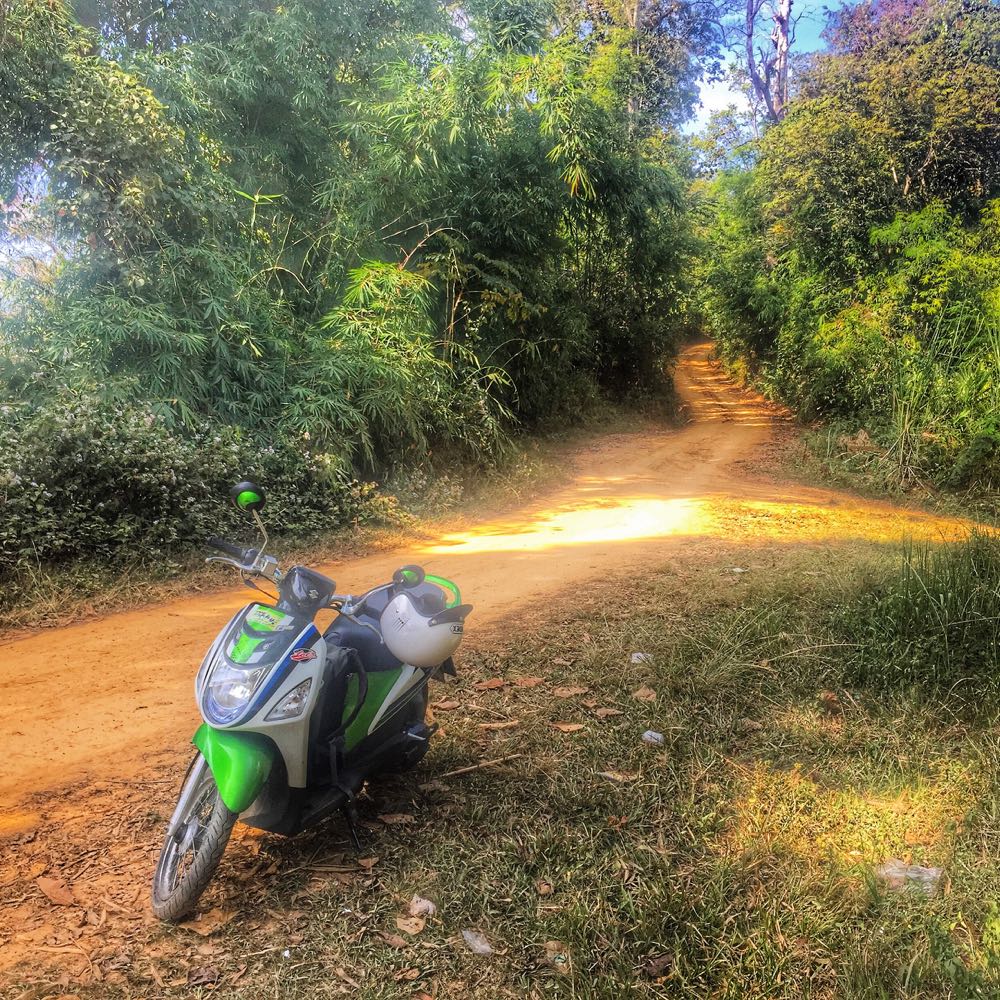 Dirt Road Through Jungle